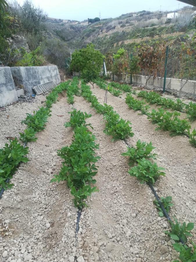 Casita Rural Y Casa Cueva El Perucho Villa Güimar Kültér fotó